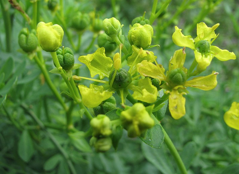 Common Rue